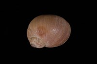 藏品(退色玉螺)的圖片